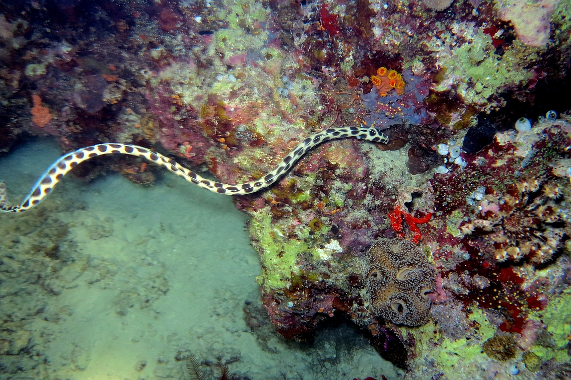 IMG_0821rf_Maldives_Madoogali_Plongee 7_House reef_Anguille serpent macule_Myrichthys maculosus.jpg
